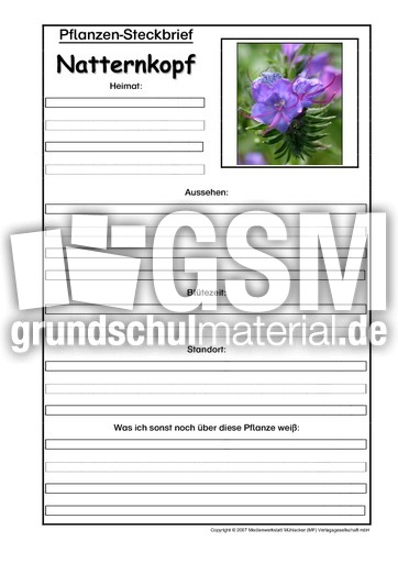 Pflanzensteckbrief-Natternkopf.pdf
